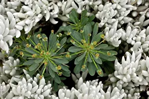 Blooms Prints: Spurge (Euphorbia multifolia) flowering