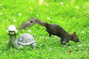 Grasses Prints: Squirrel jumping next to turtle in green grass seen right