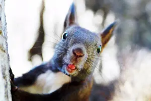 Grey Prints: The squirrel stares intently at the camera