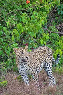 Biodiversity Prints: Sri Lankan Leopard, Kotiya, Chiruththai