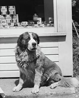 Bernard Prints: St. Bernard sitting outdoors