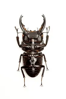 Insect Prints: Stag Beetle, Beetle, Insect, Coleoptera, Dorcus alcides