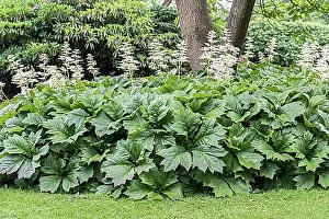Decorations Prints: Stalked show leaf (Rodgersia podophylla)