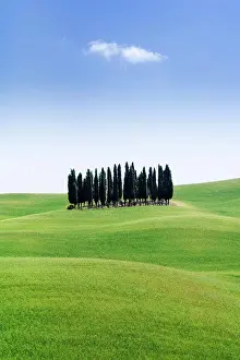 Tuscany Prints: Stand of Cypress Trees in Rolling Meadow