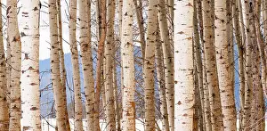 Weather Prints: A stand of trees in a wintery season landscape white Aspen Tree group