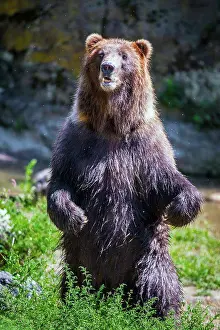 Dangerous Prints: Standing bear in the wild