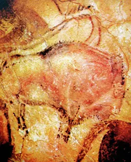 Cave Prints: Standing bison, detail of a cave painting