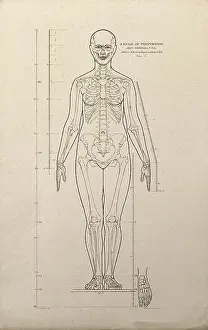 Scales Prints: Standing female figure, front view