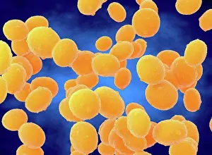 Disorder Prints: Staphylococcus aureus (MRSA) bacteria, illustration