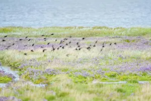 Fotografie Prints: Stare in the salt meadows Stare in the salt marshes at the Wadden Sea