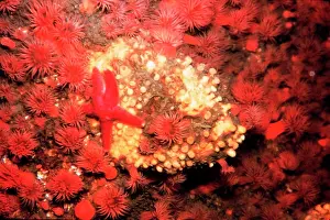 Community Prints: Starfish and anemones in a cold water rocky community; Massachusetts coast; USA. 1988