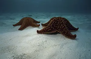Sea Animal Prints: Two starfish on the ocean floor