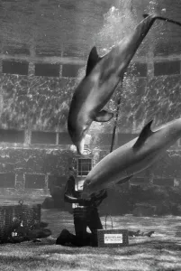 Scuba Prints: The Stars of the Marineland of the Pacific Oceanarium are the playful porpoises