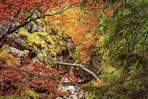 Body Of Water Prints: The Starzlachklamm gorge in autumn with trees in autumn leaves