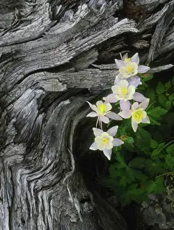 Colorado Prints: The state flower of Colorado, the columbine, blooms all summer in the Rocky Mountains