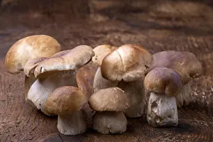 Objekt Prints: steinpilze, boletus edulis l.edelpilz