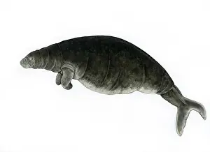 Extinction Prints: Steller's Sea Cow (Hydrodamalis gigas) extinct species, illustration