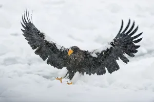 Spread Wings Prints: Steller's Sea Eagle (Haliaeetus pelagicus) landing on snow