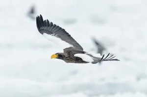 Spread Wings Prints: Steller's Sea Eagle (Haliaeetus pelagicus) landing on snow, Hokkaido, Japan