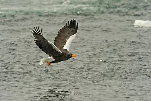 Spread Wings Prints: Steller's Sea Eagle (Haliaeetus pelagicus) landing on water