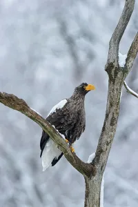 Preying Bird Prints: Steller's Sea Eagle (Haliaeetus pelagicus) perching on a tree branch