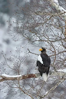 Preying Bird Prints: Steller's Sea Eagle (Haliaeetus pelagicus) perching on a tree branch