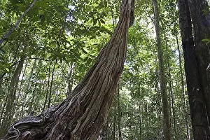 Jungles Prints: Stems of monkey ladder (Bauhinia sp)