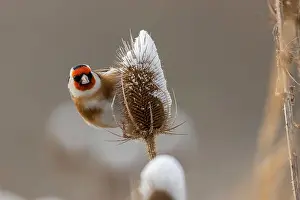 Nahaufnahme Prints: Stieglitz auf einer verschneiten Distel im Winterwunderland A Goldfinch perched on a snow-covered thistle during winter