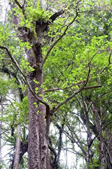 Indian Ocean Prints: Stinging Tree (Dendrocnide peltata var)