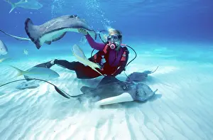 Model Release Prints: Stingray City, Grand Cayman, Cayman Islands, Caribbean. MR