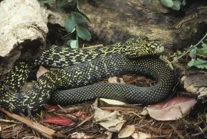 Snake Prints: Stink Snake (Elaphe carinata), China