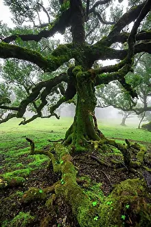 Cultural Site Prints: Stinkwood (Ocotea foetens) overgrown with moss and plants in the mist