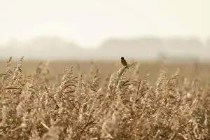 Avian Prints: Stonechat in the reeds in early morning light, at RSPB Bowers Marsh in autumn
