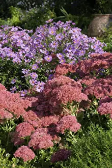 Morphology Botany Prints: Stonecrop Brillant and aster Lilac Time in a garden