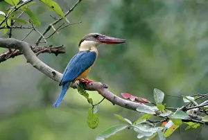 Tropical Prints: Stork-billed Kingfisher (Pelargopsis capensis malaccensis) adult