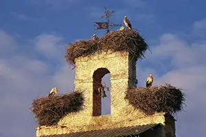 Leon Prints: Storks nests on parish church, Villar de Mazarife, Leon, Spain, Europe