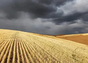 Hills Prints: A storm near Pullman, Washington over harvested wheat fields of golden stubble