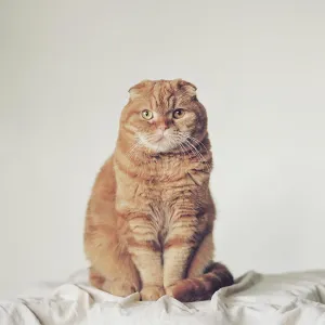 Fluffy Prints: Straight-on portrait of an orange Scottish Fold cat, captured on