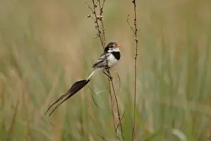 Plumage Prints: Strange-tailed Tyrant (Alectrurus risora) adult male