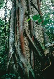 Rainforests Prints: A Strangler Fig growing in the tropical rainforest of Brazil. Apui