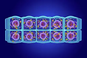 Blue Background Prints: Stratified cuboidal epithelium, illustration