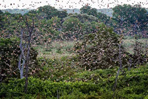 Superstock Prints: Straw-coloured Fruit Bats (Eidolon helvum) at their daytime roosts in Mushitu or ever-green swamp forest