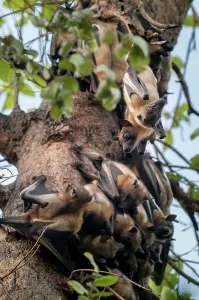 Superstock Prints: Straw-coloured Fruit Bats (Eidolon helvum) at their daytime roosts in Mushitu or ever-green swamp forest