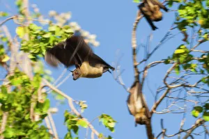 Superstock Prints: Straw-coloured Fruit Bats (Eidolon helvum) at their daytime roosts in Mushitu or ever-green swamp forest