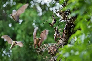 Superstock Prints: Straw-coloured Fruit Bats (Eidolon helvum) at their daytime roosts in Mushitu or ever-green swamp forest