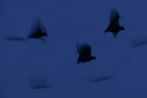 Superstock Prints: Straw-coloured Fruit Bats (Eidolon helvum) leaving thier roost site at dusk