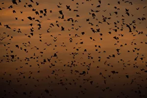 Superstock Prints: Straw-coloured Fruit Bats (Eidolon helvum) returning to their daytime roost at dawn