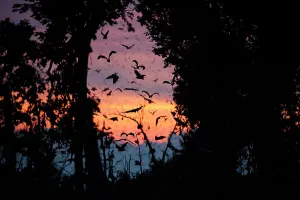 Superstock Prints: Straw-coloured Fruit Bats (Eidolon helvum) returning to their daytime roost at dawn