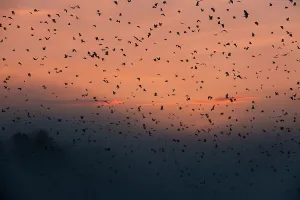 Superstock Prints: Straw-coloured Fruit Bats (Eidolon helvum) returning to their daytime roost at dawn