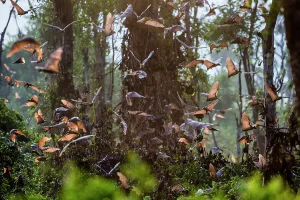 Superstock Prints: Straw-coloured Fruit Bats (Eidolon helvum) returning to their daytime roost at sunrise